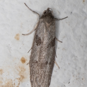 Blastobasis (genus) at Melba, ACT - 10 Apr 2022