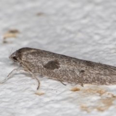 Blastobasis (genus) at Melba, ACT - 10 Apr 2022 12:35 AM