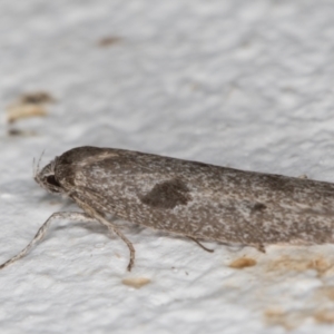 Blastobasis (genus) at Melba, ACT - 10 Apr 2022