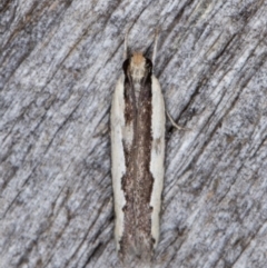 Ardozyga stratifera (Striped Ardozyga Moth) at Melba, ACT - 10 Apr 2022 by kasiaaus