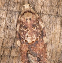 Epiphyas ashworthana (Ashworth's Tortrix) at Melba, ACT - 10 Apr 2022 by kasiaaus