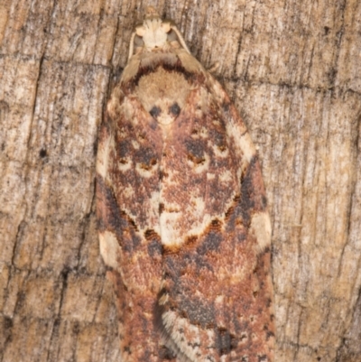 Epiphyas ashworthana (Ashworth's Tortrix) at Melba, ACT - 10 Apr 2022 by kasiaaus