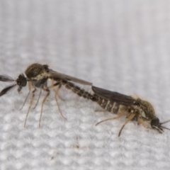 Ceratopogonidae (family) (Biting Midge) at Melba, ACT - 10 Apr 2022 by kasiaaus