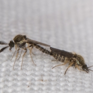 Ceratopogonidae (family) at Melba, ACT - 10 Apr 2022 10:43 PM