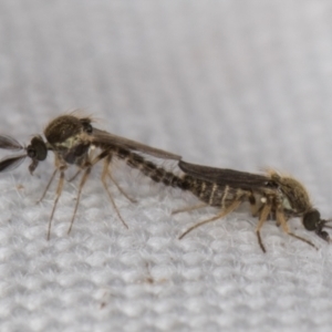 Ceratopogonidae (family) at Melba, ACT - 10 Apr 2022 10:43 PM