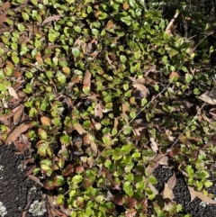 Goodenia hederacea subsp. alpestris at Namadgi National Park - 30 Apr 2022 by nath_kay