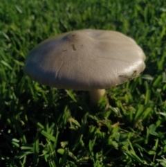 Unidentified Cap on a stem; gills below cap [mushrooms or mushroom-like] at Goolwa, SA - 30 Apr 2022 by samcolgan_