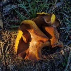 Unidentified Fungus (TBC) at suppressed - 30 Apr 2022 by samcolgan_