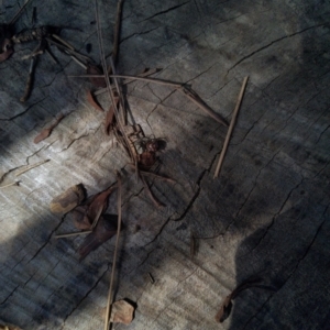 Unidentified at suppressed - 1 May 2022