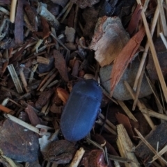 Unidentified Darkling beetle (Tenebrionidae) (TBC) at Goolwa, SA - 30 Apr 2022 by samcolgan_