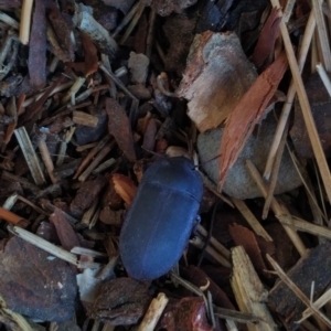 Unidentified Darkling beetle (Tenebrionidae) (TBC) at suppressed by samcolgan_