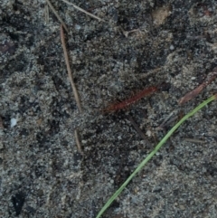 Unidentified Centipede (Chilopoda) at Goolwa, SA - 30 Apr 2022 by samcolgan_