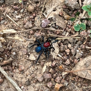 Missulena occatoria at Red Hill, ACT - 25 Apr 2022 10:35 AM