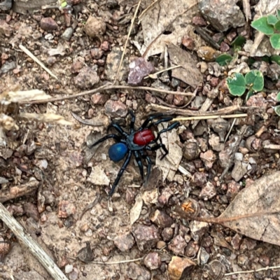 Missulena occatoria (Red-headed Mouse Spider) at Red Hill, ACT - 25 Apr 2022 by Willcath80