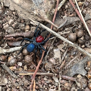 Missulena occatoria at Red Hill, ACT - 25 Apr 2022 10:35 AM