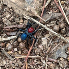 Missulena occatoria at Red Hill, ACT - 25 Apr 2022