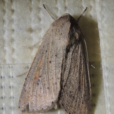 Mythimna (Pseudaletia) convecta (Common Armyworm) at Conder, ACT - 16 Jan 2022 by michaelb