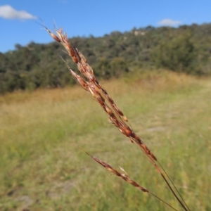 Sorghum leiocladum at Paddys River, ACT - 23 Jan 2022 04:52 PM