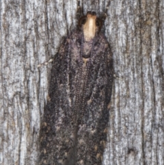 Ardozyga (genus) (Twirler moth, gelechiid moth) at Melba, ACT - 10 Apr 2022 by kasiaaus