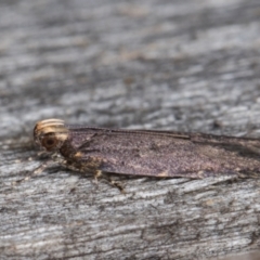 Ardozyga undescribed species near deltodes at Melba, ACT - 10 Apr 2022 10:46 PM