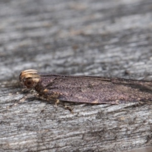 Ardozyga undescribed species near deltodes at Melba, ACT - 10 Apr 2022