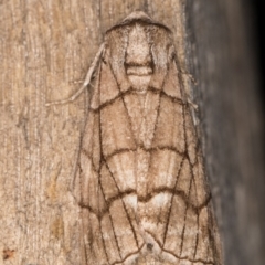 Stibaroma melanotoxa at Melba, ACT - 10 Apr 2022 10:48 PM