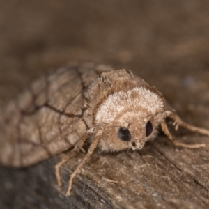 Stibaroma melanotoxa at Melba, ACT - 10 Apr 2022 10:48 PM