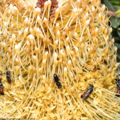 Hylaeus (Prosopisteron) littleri (Hylaeine colletid bee) at Macgregor, ACT - 1 May 2022 by Roger