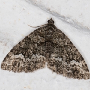 Chrysolarentia imperviata at Melba, ACT - 12 Apr 2022