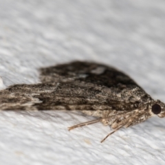 Chrysolarentia imperviata at Melba, ACT - 12 Apr 2022