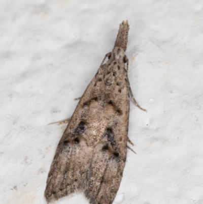 Carposinidae (family) (a Copromorhoidea moth) at Melba, ACT - 11 Apr 2022 by kasiaaus