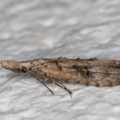 Carposinidae (family) at Melba, ACT - 12 Apr 2022 12:10 AM