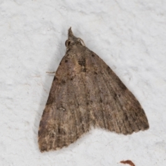 Alapadna pauropis (Variable Spot-wing) at Melba, ACT - 12 Apr 2022 by kasiaaus