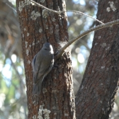 Cormobates leucophaea (White-throated Treecreeper) at Watson, ACT - 16 Apr 2022 by Amata