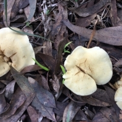 Unverified Fungus by DLCook