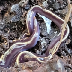 Caenoplana coerulea (Blue Planarian, Blue Garden Flatworm) at Lyneham, ACT - 1 May 2022 by trevorpreston
