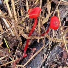 Cruentomycena viscidocruenta (Ruby Mycena) at Lyneham, ACT - 1 May 2022 by trevorpreston