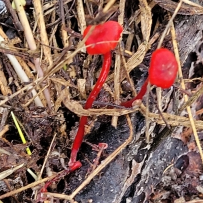 Cruentomycena viscidocruenta (Ruby Mycena) at Lyneham, ACT - 1 May 2022 by trevorpreston