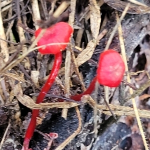 Cruentomycena viscidocruenta at Lyneham, ACT - 1 May 2022