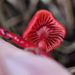 Cruentomycena viscidocruenta at Lyneham, ACT - 1 May 2022