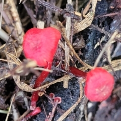 Cruentomycena viscidocruenta at Lyneham, ACT - 1 May 2022