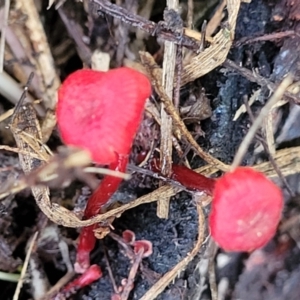 Cruentomycena viscidocruenta at Lyneham, ACT - 1 May 2022