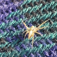 Oxyopes (genus) (Lynx spider) at Lyneham, ACT - 1 May 2022 by trevorpreston