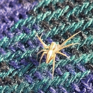 Oxyopes sp. (genus) at Lyneham, ACT - 1 May 2022