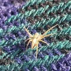 Oxyopes sp. (genus) at Lyneham, ACT - 1 May 2022 01:38 PM