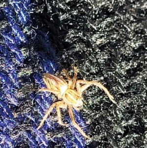 Oxyopes sp. (genus) at Lyneham, ACT - 1 May 2022