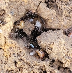 Pheidole sp. (genus) (Seed-harvesting ant) at Lyneham, ACT - 1 May 2022 by trevorpreston