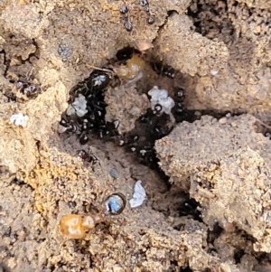 Pheidole sp. (genus) at Lyneham, ACT - 1 May 2022