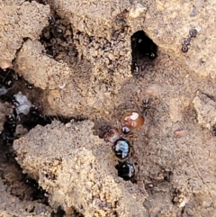 Pheidole sp. (genus) at Lyneham, ACT - 1 May 2022