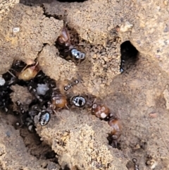 Pheidole sp. (genus) at Lyneham, ACT - 1 May 2022